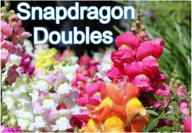 Snapdragon Doubles