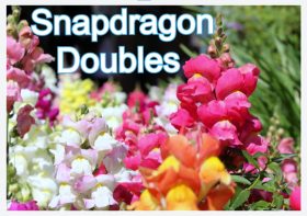 Snapdragon Doubles