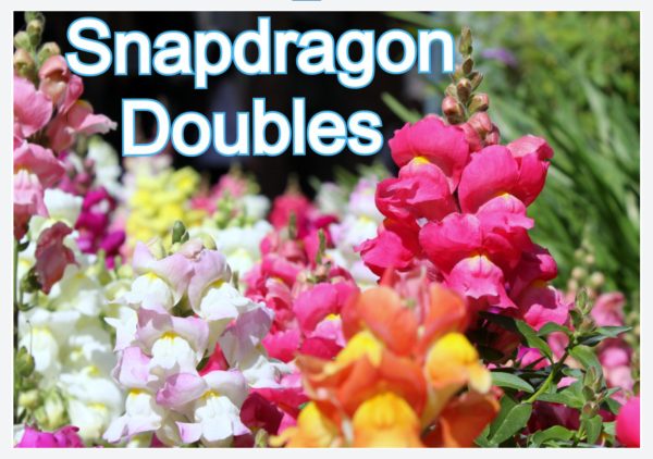 Snapdragon Doubles