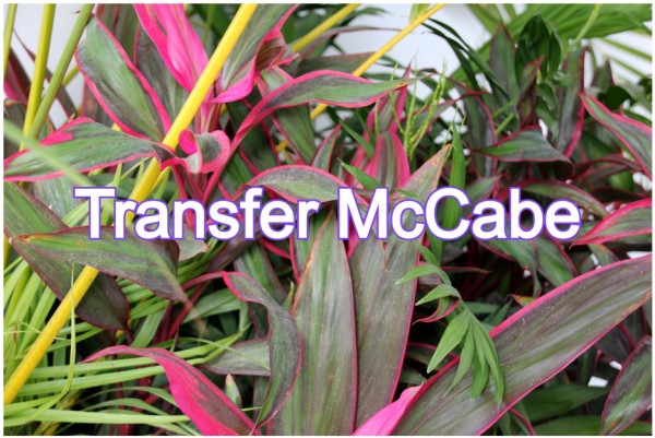 קונבנציית Transfer McCabe